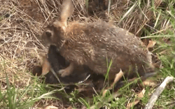 Rắn hổ trâu liên tục tấn công, thỏ con đơn độc chiến đấu và màn lật kèo bất ngờ