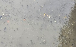 TP.HCM: Hàng triệu con cá nổi dày đặc trên kênh Nhiêu Lộc - Thị Nghè
