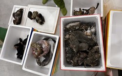 Thừa Thiên Huế: Phát hiện đối tượng tàng trữ số lượng lớn cá thể động vật quý hiếm