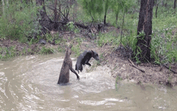 Chó săn truy đuổi, kangaroo lao xuống hồ nước rồi bất ngờ phản công bằng đòn hiểm