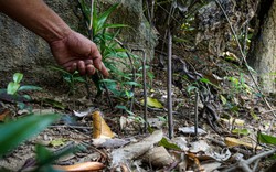 Gỡ bỏ hàng trăm bẫy thú nguy hiểm tại bán đảo Sơn Trà 