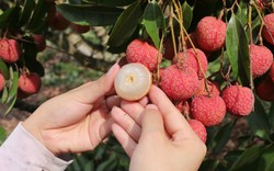 Truy tìm “vua” của từng loại trái cây mùa hè: Có những loại quả khiến kẻ phát cuồng, người lại lắc đầu chào thua