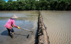 Báo quốc tế gợi ý giải pháp cho vùng đồng bằng sông Cửu Long khan hiếm nước