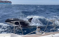 Vì sao cá voi sát thủ bỗng nhiên liên tục đâm chìm hàng loạt tàu thuyền, dạy đồng loại làm điều tương tự?