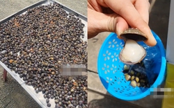 Cứ đến mùa nắng là lại nổi lên món ăn vặt đặc biệt làm chín hoàn toàn bằng ánh mặt trời nhưng không phải ai cũng biết