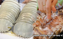 Con bọ biển - món ăn được nhiều người săn tìm ở khắp hàng quán đến vựa hải sản với giá vài triệu/con, nhưng liệu có đáng?
