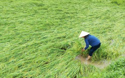 Quảng Bình: Giông lốc làm lúa của bà con nông dân sắp gặt bị ngã rạp