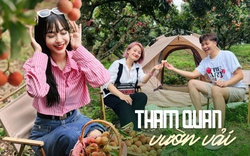 Nhiều vườn vải mở cửa đón khách tham quan, có nơi còn miễn phí vé vào cổng