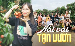Chuyến trải nghiệm vào vườn vải thiều Lục Ngạn, Bắc Giang cùng nhóm bạn sẽ như thế nào?
