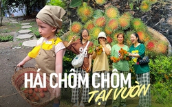 Chôm chôm vào mùa và danh sách các vườn vừa cho vào tham quan kết hợp dã ngoại, vừa được tự tay hái