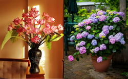 4 loại hoa sẽ nở rộ trong tháng 6 bạn nhất định phải mua về chưng 