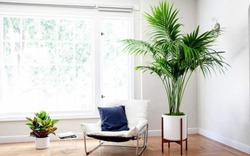 5 loại cây xanh nên trồng trong nhà nếu muốn có không gian mát mẻ giữa những ngày hè