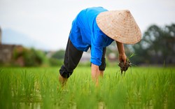Báo quốc tế: Việt Nam bước vào xu hướng sản xuất lúa gạo bền vững