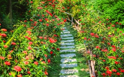 Mê đắm vườn mẫu đơn đỏ rực giữa lưng chừng đồi, chụp ảnh như tiên cảnh ở ngoại thành Hà Nội