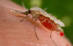 Các nhà khoa học cảnh báo 'kỷ nguyên muỗi' đang đến: Sinh sôi nhanh hơn, sống lâu hơn và lây bệnh nhiều hơn