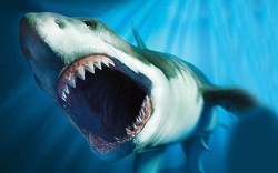 Nóng: Bí ẩn lớn nhất của siêu cá mập Megalodon sáng tỏ - Hiểu lầm được gỡ bỏ!