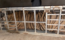 Đang chuyển con hổ nặng 2 tạ đi tiêu thụ thì bị bắt quả tang