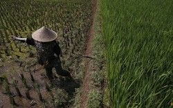 Cảnh báo sụt giảm đáng kể sản lượng ngũ cốc trên khắp châu Á