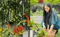 Khu vườn trĩu quả, rau củ xanh mướt mắt của cô gái sống ở Canada có 18 nghìn người hâm mộ 