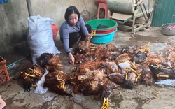 8.000 con gà bị chết ngạt, dân làng trắng đêm hỗ trợ làm thịt bán