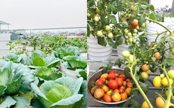 Cận cảnh khu vườn sân thượng rộng 44m2 có đủ loại cây trái, chủ nhân tiết lộ thứ tốn nhất khi trồng trọt