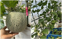 Khu vườn sân thượng rộng 80m2 cây gì cũng có