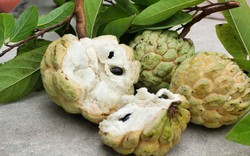 Quả na bổ sung dinh dưỡng rất tốt cho bé, tuy nhiên cần chú ý điều này khi cho trẻ ăn