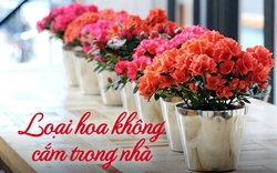 Các loại hoa hay được dùng ngày Tết nhưng lại chứa chất độc chết người, lưu ý cắm đón năm mới