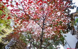 Có một Hà Nội đẹp lạ, lãng mạn mùa cây bàng lá đỏ