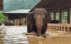 Thái Lan: Sơ tán hàng trăm con voi trong lũ lụt nghiêm trọng