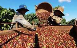 Báo quốc tế: Việt Nam là một trong 5 quốc gia sản xuất cà phê tốt nhất thế giới