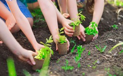 Ngành Giáo dục tổ chức hiệu quả phong trào “Tết trồng cây đời đời nhớ ơn Bác Hồ” Xuân Giáp Thìn 2024
