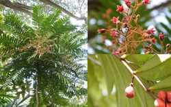 Tongkat Ali - Loài cây quý với nhiều công dụng tốt cho sức khỏe