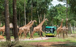 Khám phá bộ đôi trải nghiệm “chạm đến hoang dã” siêu hot tại Vinpearl Safari Phú Quốc