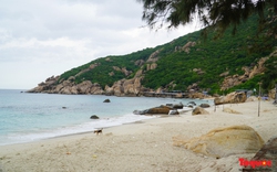 Không tổ chức tour du lịch trên đảo Bình Ba, Bình Hưng