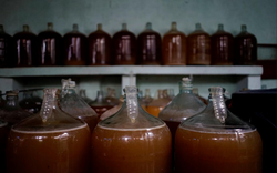 Người dân Cuba bất ngờ “thần thánh hóa” cách lên men rượu