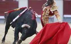 Đấu bò tót có thể bị xóa bỏ hoàn toàn tại Tây Ban Nha