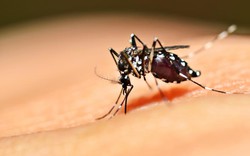 Singapore “nghiền ngẫm” cách kiểm soát Zika