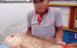Bắt được cá 7 kg nghi là sủ vàng, ngư dân ra giá 700 triệu