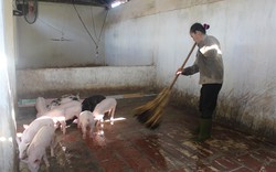 Vĩnh Phúc áp dụng công nghệ nuôi lợn không gây mùi hôi thối