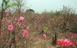  Hàng không bắt đầu vận chuyển đào, mai dịp Tết Đinh Dậu