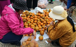 Sau “giải cứu” gừng, Trung ương Đoàn lại bán cam giúp nông dân Quang Bình