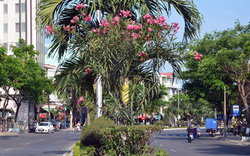 Nhiều loại cây có độc lực mạnh đang được trồng trong các trường học Việt Nam