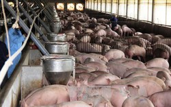 Chiến dịch “giải cứu” lợn: Bộ Công an đã tiêu thụ thịt vượt chỉ tiêu