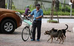 Hà Nội: Trên 1.000 điểm kinh doanh chó, mèo thương phẩm, giết mổ chó, mèo