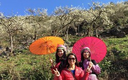 Lặng người ngắm hoa đào khoe sắc trong Ngày hội Hoa Đào 2018