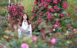 Cận cảnh vườn hoa hồng đẹp như cổ tích tại chân núi Fansipan