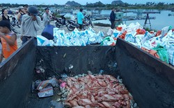 Hàng chục tấn cá nuôi lồng bè bị chết trên sông Cổ Cò - Đà Nẵng