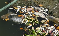Cá chết nổi trắng sông Phú Lộc