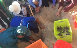 Quảng Nam: Thả hàng trăm rùa con về môi trường biển